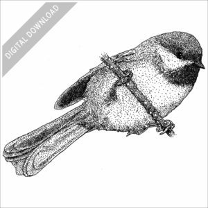 Boreal Chickadee stock image