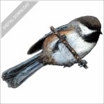 Boreal Chickadee stock image