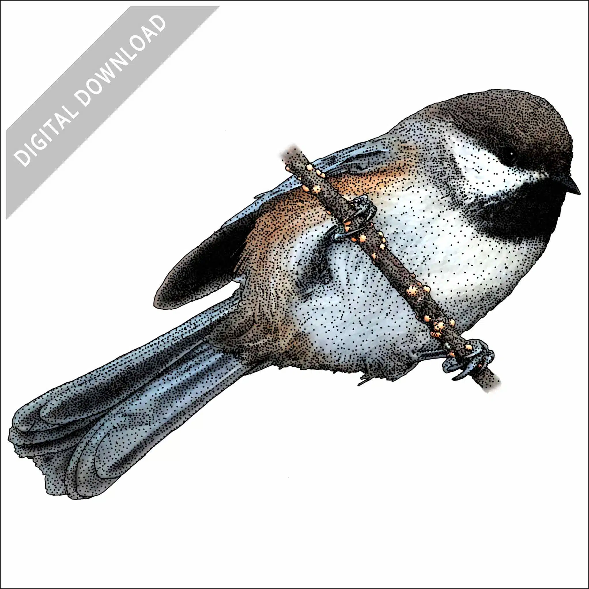 Boreal Chickadee Boreal Chickadee stock image