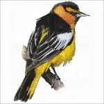 Bullock's Oriole drawing