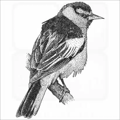 Bullock's Oriole drawing