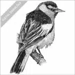 Bullock's Oriole stock image