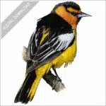 Bullock's Oriole stock iamge