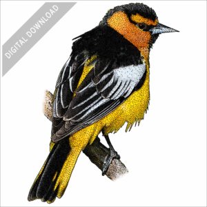 Bullock's Oriole stock iamge