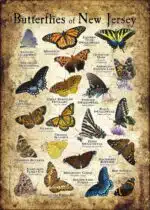Butterflies of New Jersey poster print