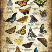 Butterflies of New Jersey poster print