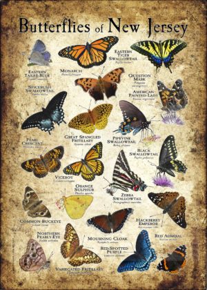 Butterflies of New Jersey poster print
