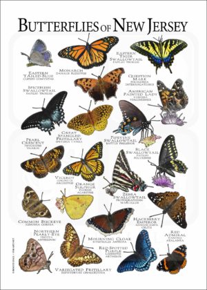 Butterflies of New Jersey poster print