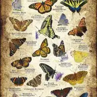 Butterflies of North Dakota poster print