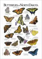 Butterflies of North Dakota poster print