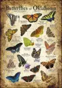 Butterflies of Oklahoma poster print