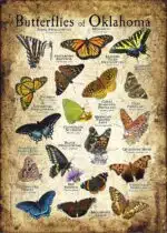 Butterflies of Oklahoma poster print