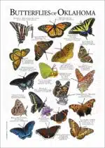 Butterflies of Oklahoma poster print