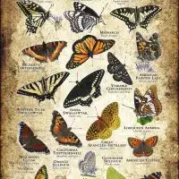 Butterflies of Oregon poster print