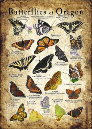 Butterflies of Oregon poster print
