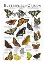 Butterflies of Oregon poster print