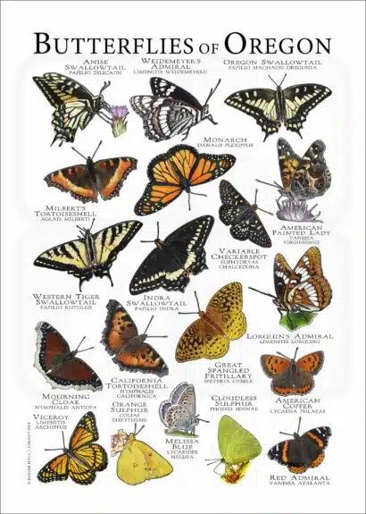 Butterflies of Oregon poster print