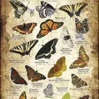 Butterflies of Utah poster print