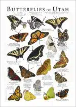 Butterflies of Utah poster print