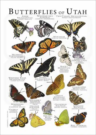 Butterflies of Utah poster print