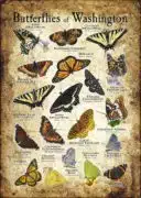 Butterflies of Washington poster print