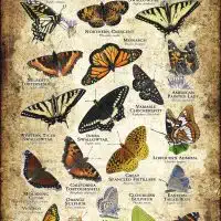 Butterflies of Washington poster print