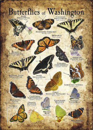 Butterflies of Washington poster print