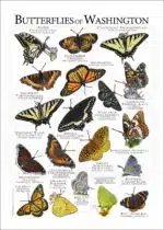 Butterflies of Washington poster print