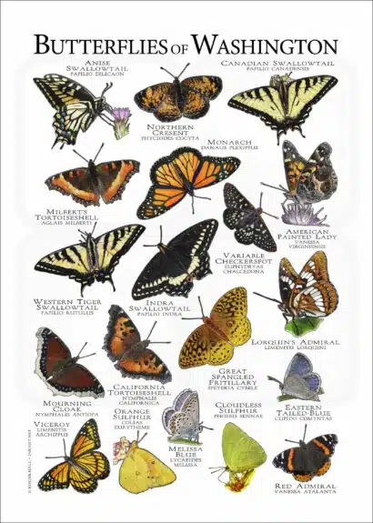 Butterflies of Washington poster print