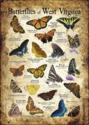 Butterflies of West Virginia poster print