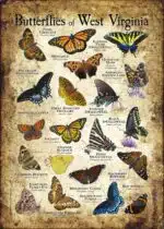 Butterflies of West Virginia poster print