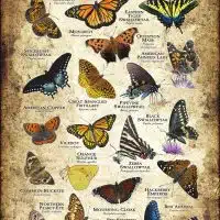 Butterflies of West Virginia poster print