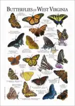 Butterflies of West Virginia poster print