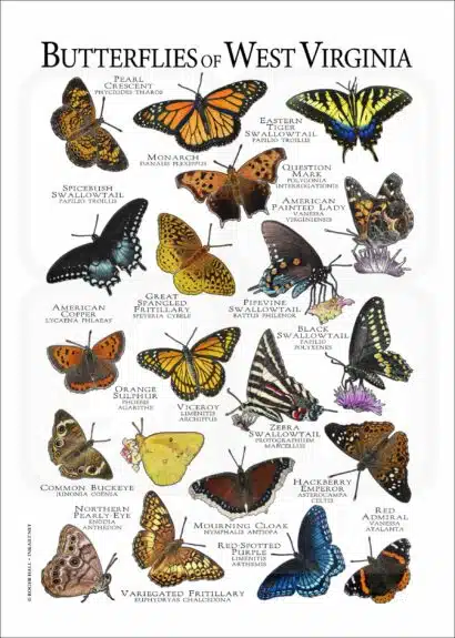 Butterflies of West Virginia poster print