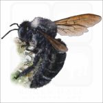 California Carpenter Bee illustration