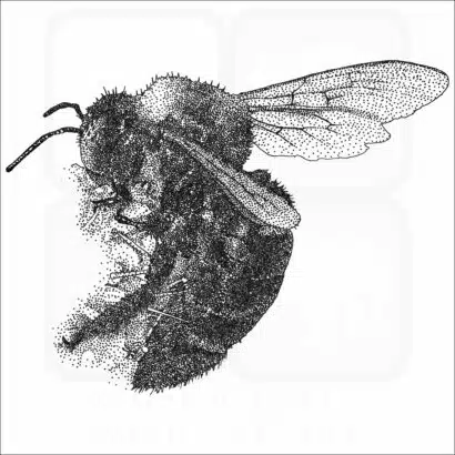 California Carpenter Bee illustration
