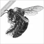 California Carpenter Bee stock image