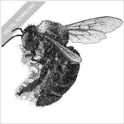 California Carpenter Bee stock image