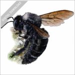 California Carpenter Bee stock image