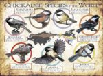 Chickadee Species of the World poster print