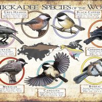 Chickadee Species of the World poster print