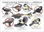 Chickadee Species of the World poster print
