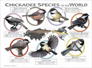 Chickadee Species of the World poster print