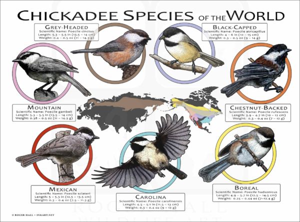 Chickadee Species of the World poster print