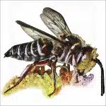 Red-Legged Cuckoo Leaf-Cutter Bee drawing