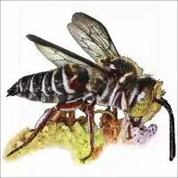 Red-Legged Cuckoo Leaf-Cutter Bee drawing