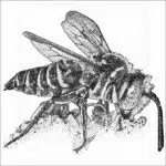 Red-Legged Cuckoo Leaf-Cutter Bee drawing