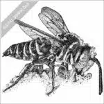 Red-Legged Cuckoo Leaf-Cutter Bee stock image