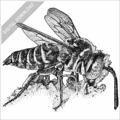 Red-Legged Cuckoo Leaf-Cutter Bee stock image