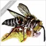 Red-Legged Cuckoo Leaf-Cutter Bee stock image